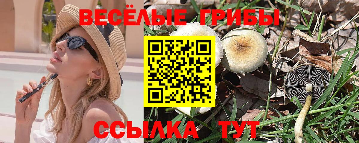 где купить   Галлюциногенные грибы Psilocybe  Вход с VPN  Псилоцибиновые грибы мицелий  Мончегорск 